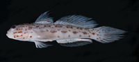 Ctenogobiops aurocingulus, Gold-streaked prawn-goby: aquarium