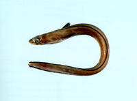 Ariosoma anago, Silvery conger: