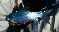 Rohtee ogilbii, Vatani rohtee: fisheries