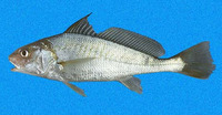 Micropogonias ectenes, Slender croaker: fisheries