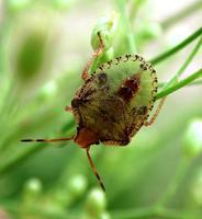 Image of: Euschistus servus