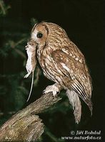 Strix aluco - Tawny Owl