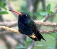 Image of: Cynanthus latirostris (broad-billed hummingbird)
