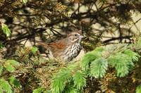 Image of: Melospiza melodia (song sparrow)