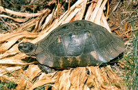 Testudo marginata - Margined Tortoise
