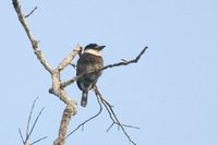 Brown-banded Puffbird - Notharchus ordii
