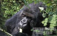 ...Mountain Gorilla , Gorilla gorilla beringei , Virunga Mountains , Volcanoes National Park , Rwan