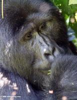 Male silverback eastern lowland gorilla feeding