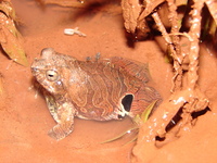 : Eupemphix nattereri