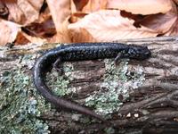 : Plethodon cylindraceus; White Spotted Slimy Salamander