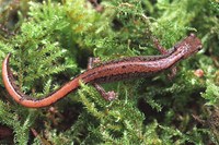 : Plethodon larselli; Larch Mountain Salamander