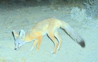 : Vulpes macrotis arsipus; Desert Kit Fox