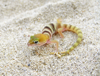 : Coleonyx variegatus; Banded Gecko