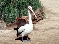 사다새     |  pelican   Pelecanus philippensis