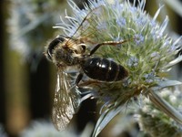 Andrena cineraria - Grey mining bee
