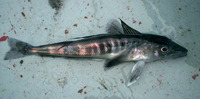 Champsocephalus gunnari, Mackerel icefish: fisheries