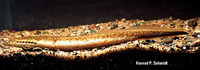 Ichthyomyzon fossor, Northern brook lamprey: bait