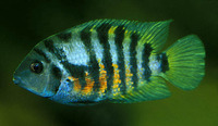 Amatitlania nigrofasciata, Convict cichlid: aquarium