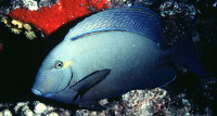 Acanthurus blochii, Ringtail surgeonfish: fisheries, aquarium