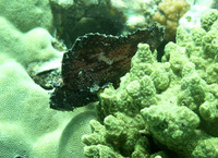 Taenianotus triacanthus, Leaf scorpionfish: aquarium