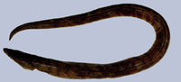 Brachysomophis cirrocheilos, Stargazer snake eel:
