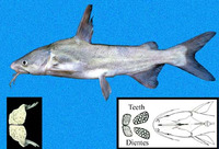 Cathorops tuyra, Besudo sea catfish: fisheries
