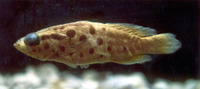 Rypticus bornoi, Largespotted soapfish: