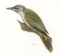 Image of: Picus canus (grey-faced woodpecker)