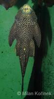 Glyptoperichthys gibbiceps - Leopard Pleco