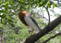Javan Pond Heron - Ardeola speciosa