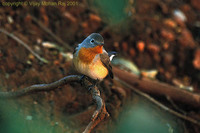 Red-breasted Flycatcher - Ficedula parva