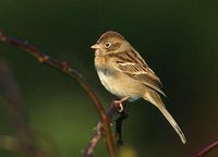 Field Sparrow (Spizella pusilla) photo