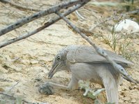 Arabian Babbler - Turdoides squamiceps