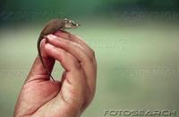 ...dwarf chameleon madagascar. fotosearch - search stock photos, pictures, images, and photo clipar