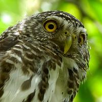Glaucidium brodiei -- Collared Owlet 鵂鶹