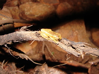 : Dendropsophus cruzi