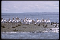 : Pelecanus onocrotalus; White Pelican