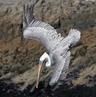 : Pelecanus occidentalis californicus; Brown Pelican