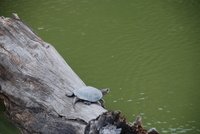 : Actinemys marmorata; Western Pond Turtle