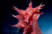 : Thelenota rubrolineata; Sea Cucumber