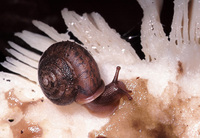 : Vespericola columbianus; Northwest Hesperian (snail)