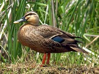 흰뺨검둥오리 Anas poecilorhyncha | spot-billed duck