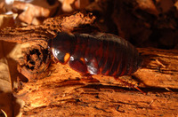 Eublaberus distanti - Four-spot roach