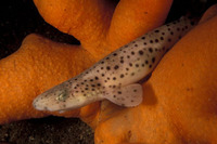 Scyliorhinus stellaris, Nursehound: fisheries, aquarium