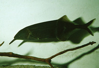 Gnathonemus petersii, Elephantnose fish: fisheries, aquarium