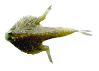 Zalieutes mcgintyi, Tricorn batfish: