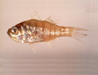 Apogon lineatus, Indian perch: