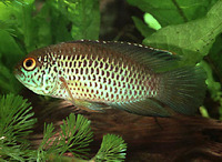 Nannacara anomala, Goldeneye cichlid: aquarium