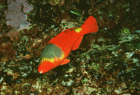 Sparisoma cretense, Parrotfish: fisheries