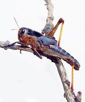 Locusta migratoria - Migratory locust
